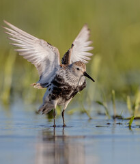 Dunlin - adult bird at a wetland on the spring migration 