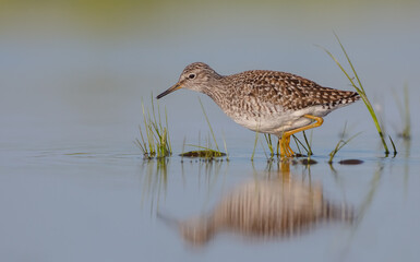 Wood Sandpiper  - in spring on the migration way at wetland