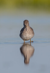 Wood Sandpiper  - in spring on the migration way at wetland