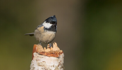 Coal tit in autumn at a wet forest