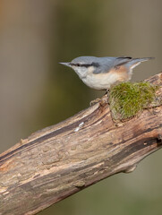 Eurasian nuthatch - in autumn at a wet forest