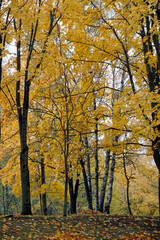 Fototapeta premium Gold autumn. October. Trees in the park in autumn attire. It's a nasty day.