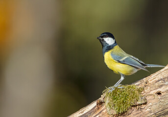 Great tit in autumn at a wet forest