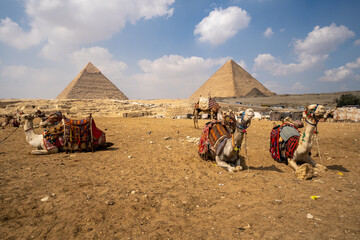 The three pyramids of Giza in the background and several camels lying on the sand during a sunny...