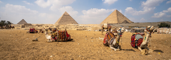 Panoramic with the three pyramids of Giza in the background and several camels lying on the sand...