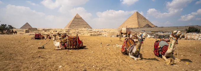 Keuken spatwand met foto Panoramic with the three pyramids of Giza in the background and several camels lying on the sand during a sunny day, copy space, camels © MARIO MONTERO ARROYO