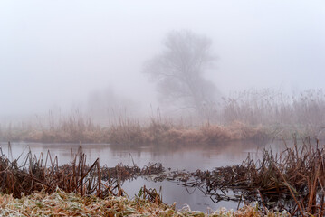 Autumn landscape of the Narew Valley shrouded in fog, Podlasie, Poland