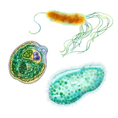 Unicellular protozoa. Set of illustration of a single cell bacterium. For printing textbooks,...