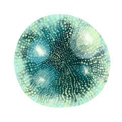 Unicellular protozoa. Color illustration of a single-celled bacterium. For printing textbooks, encyclopedias, brochures and posters on biology and medicine. For printing on objects and website design.