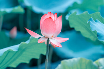 Lotus flower plants in pond