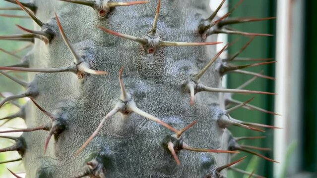Cactus have long sharp spines all over the trunk close up 