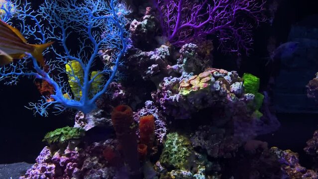 Animals of the underwater marine world in the aquarium. Ecosystem. Multicolored tropical fish. Life in a coral reef.