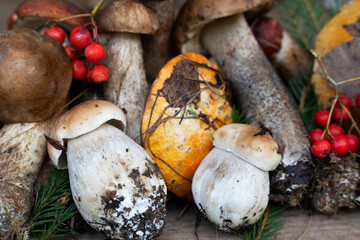 background of mushrooms
