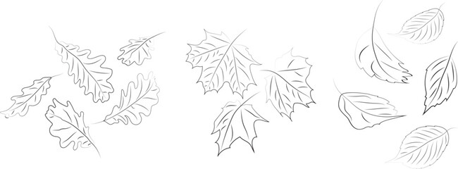 Line art. Autumn leaves. High quality vector illustration.