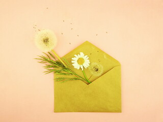 Floral design. Beige vintage envelope with with chamomile and dandelion on a pink background. Message of love to a woman or a man. A bouquet of flowers for a birthday, mother's day, valentine's day.  