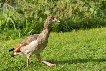 Adult male Nile goose (Alopochen aegyptiaca) walks along a mown meadow