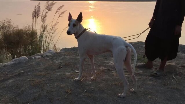 hound on the river under the sunset, great dane dog