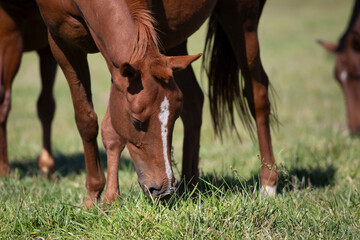 Obraz premium Amazing and great horses of argentina