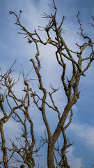 Old tree branches and sky back ground. Selective focus.