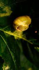 Snail hidden in his shell on green leaf in sun light