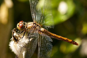 Closeup picture of beautifull dragonfly in summer.