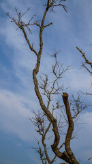 Old tree branches and sky back ground. Selective focus.