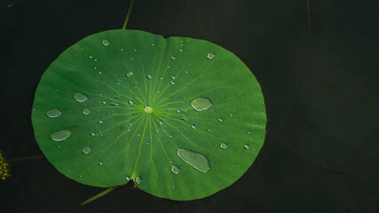 Beautiful of water drop on lotus leaf with sunshine morning 