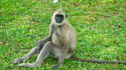 Monkey sits on the parapet, Sri Lanka