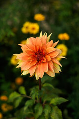 orange dahlia flower