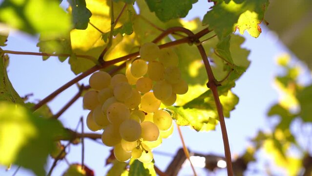 Sweet and delicious ripe white grapes on vines on tree in sunlight during wine harvest on green background in vineyard. Organic Organic Food, Nature Fine Wine
