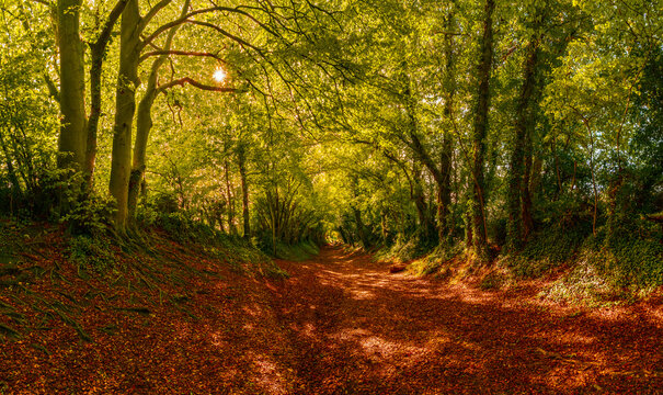 Halnaker Tunnel of Trees in  Chichester in the autumn, West Sussex, UK