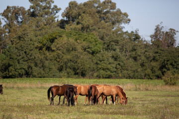 Obraz na płótnie Canvas Amazing and great horses of argentina