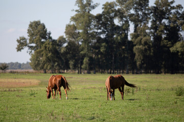 Amazing and great horses of argentina