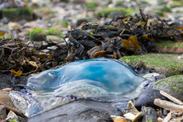 A bright blue jellyfish rests on the stones at the waterfront of the UNESCO World Heritage site, the Wadden Sea in the Netherlands. 
