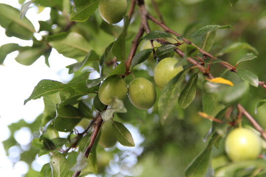 Unripe, green fruits on the tree - plums