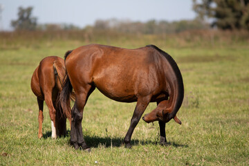 Fototapeta premium Amazing and great horses of argentina