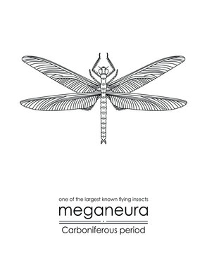Meganeura, one of the largest known flying insects, creature from the Carboniferous Period, black and white line art illustration. Ideal for coloring and educational purposes