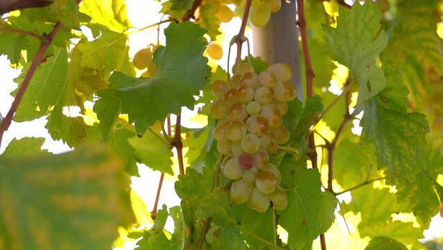 bunch of prosecco white grapes on vine vineyard video with bright sun beam. Close-up of grapes on branches ripened in sun at local farm selling sweet and ripe grapes at market.