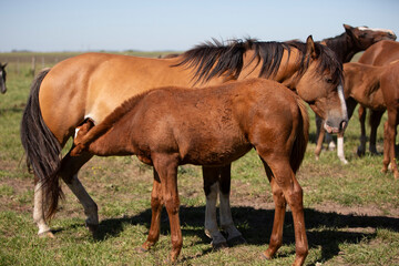 Naklejka na ściany i meble Amazing and great horses of argentina