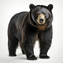 Fototapeta premium Asiatic Black Bear , Cartoon 3D , Isolated On White Background 