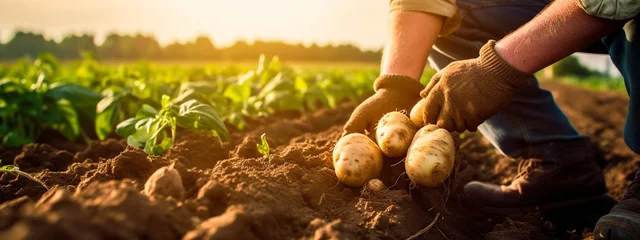 Deurstickers Potato harvest in the hands of a farmer. Generative AI, © Erik