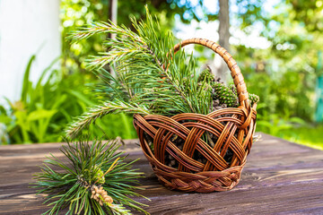 Fototapeta na wymiar basket of fresh green pine cones, ready to be made into healing jam.