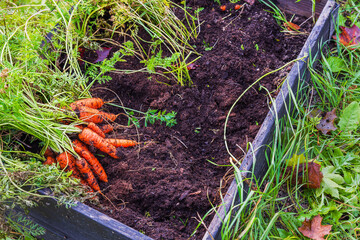 Close-up view of garden bed made from pallet collars filled with bountiful harvest of fresh vibrant carrots on crisp autumn day.