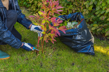 Close up view of man diligently pruning peony bush in garden on crisp autumn day. 