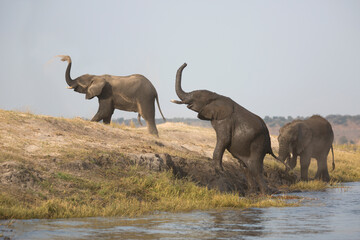 African elephants enjoying after bath