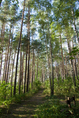 Fototapete bei efototapeten.de bestellen   