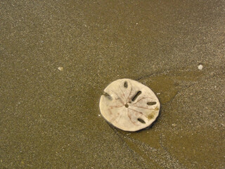 Sea Corupio or sand dollar, isolated on the beach sand during low tide.
