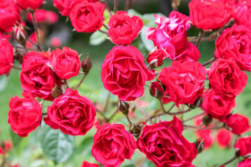 branch of a small rose on a background of greenery