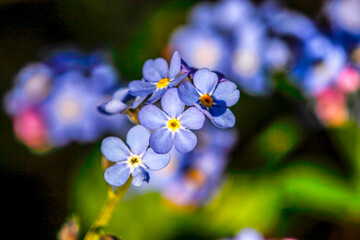 Blue flowers in spring. Beautiful flower in spring. HDR Image (High Dynamic Range).