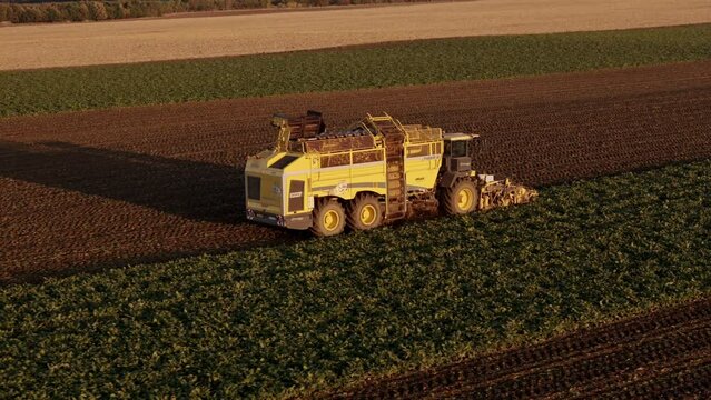 Louny, Czech republic - October 17, 2023: combine harvester in action at sunset, a sugar beet field, aerial view.